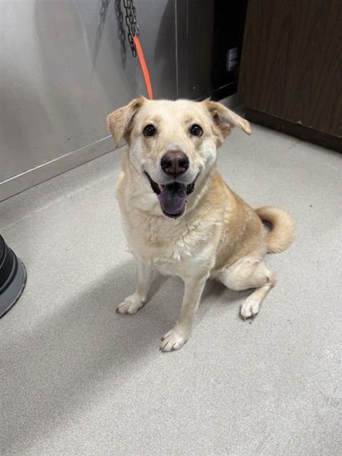 OMEGA - Labrador Retriever available for adoption