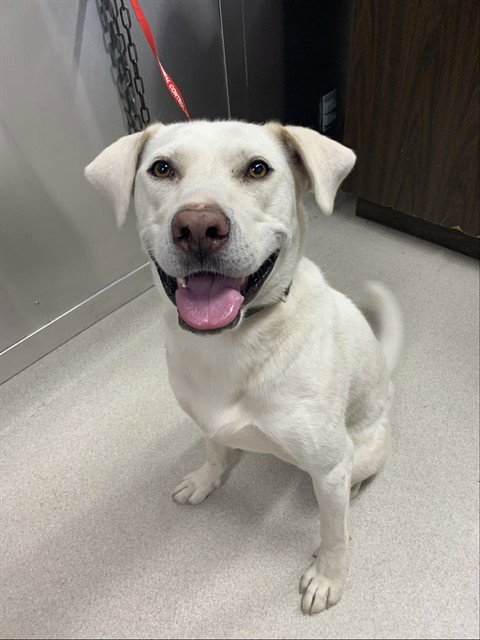 DENALI - Labrador Retriever / Husky for adoption in Fairbanks