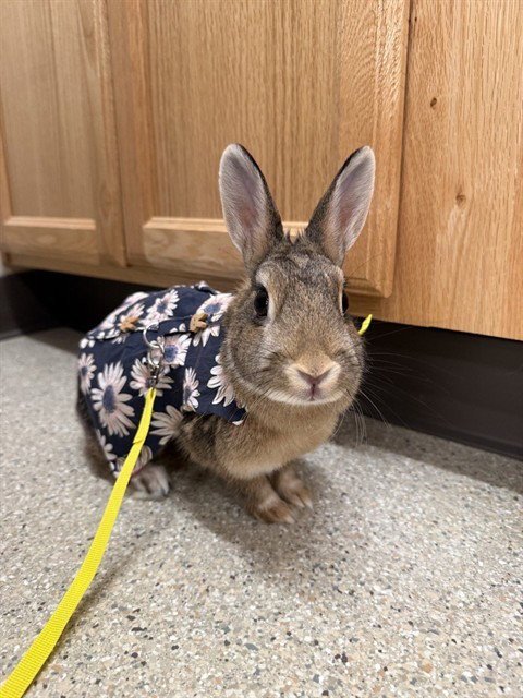ALINA - Shorthaired Rabbit available for adoption