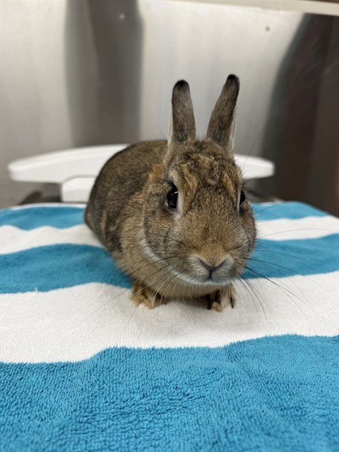 ALINA - Shorthaired Rabbit available for adoption