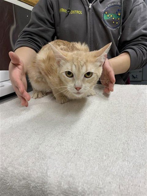 *SHELLY - Domestic Short Hair available for adoption