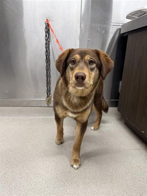 BRAVEHEART - Husky available for adoption