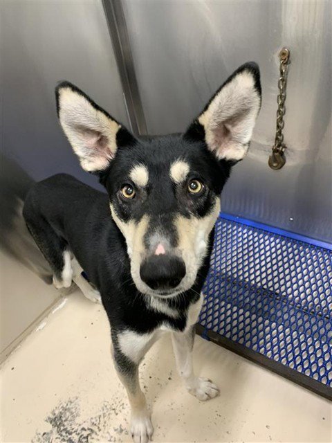 BANDIT - Husky for adoption in Fairbanks