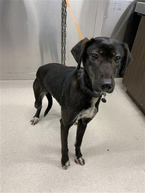 SKY - Husky / Pointer available for adoption