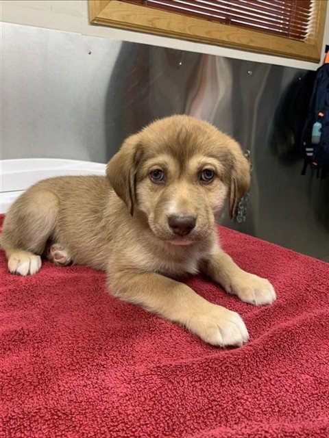 *CARLOS - Husky / Labrador Retriever available for adoption