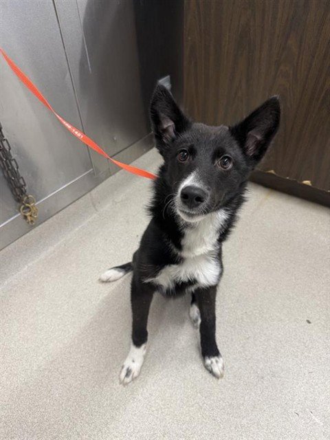 DELTA - Husky available for adoption