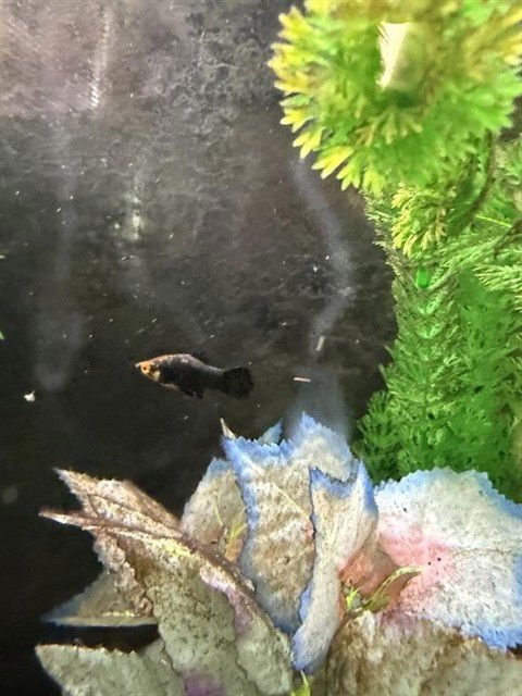 *VELMA - Fish available for adoption