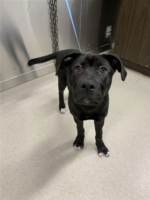 *LYRA - Labrador Retriever available for adoption