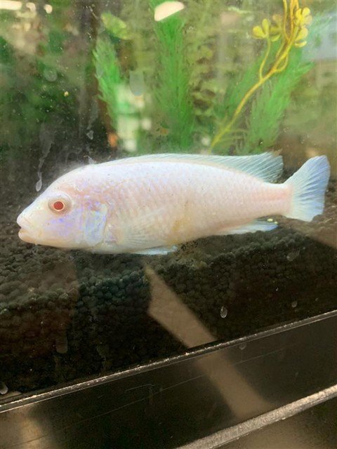 *JASPER - Fish available for adoption