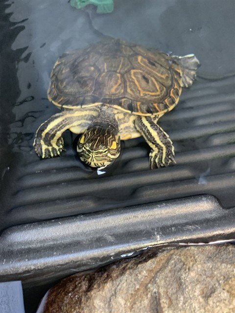*TIVA - Turtle available for adoption
