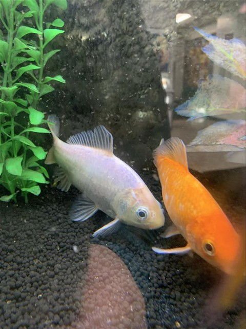 *JACOB - Fish available for adoption