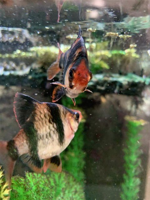 *CHARLIE - Fish available for adoption