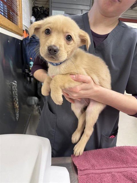 *AVALANCHE - Husky available for adoption