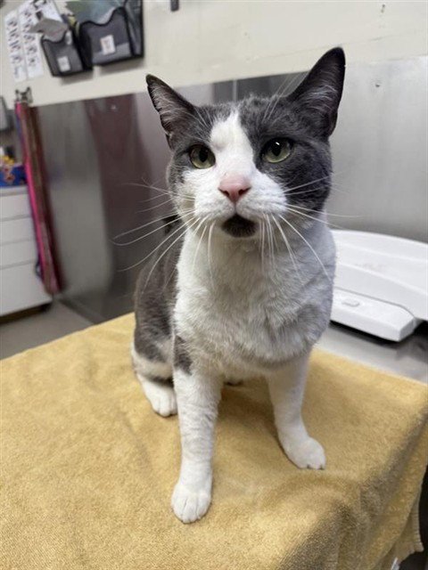 JACK JACK - Domestic Short Hair available for adoption