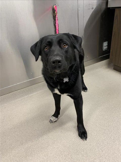 HANK - Labrador Retriever / Beauceron available for adoption