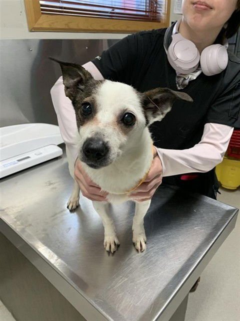 ZINA - Chihuahua available for adoption