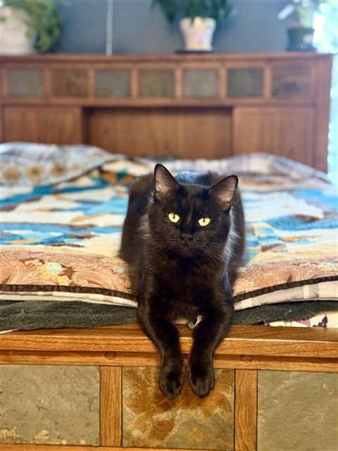 BALEEN - Domestic Short Hair available for adoption