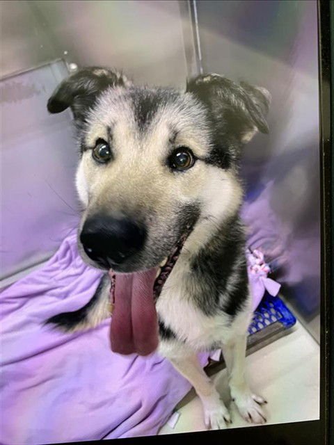 GRONK - Husky / German Shepherd Dog available for adoption