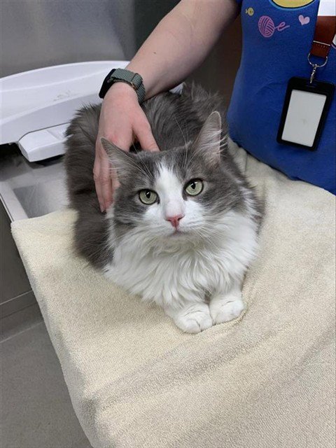 GRANITE - Domestic Medium Hair available for adoption