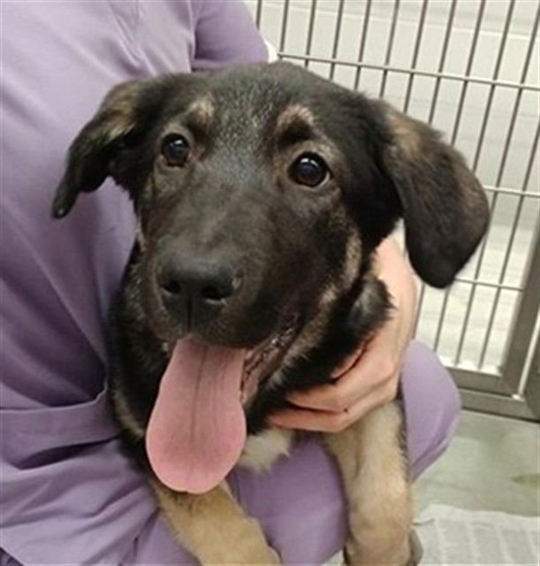 FREYA - German Shepherd Dog available for adoption