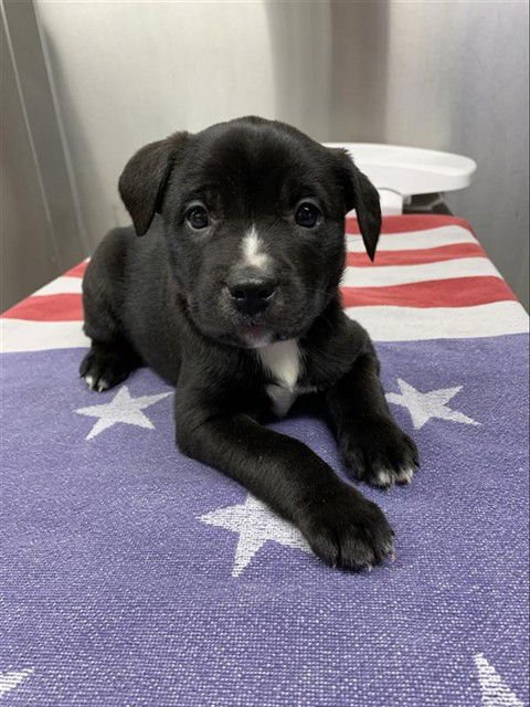 *RIZZO - Pit Bull Terrier available for adoption