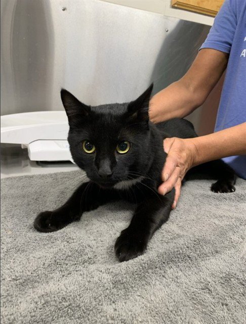 *MISTER - Domestic Short Hair available for adoption