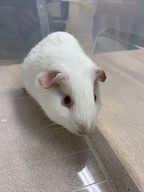 PEZ - Guinea Pig available for adoption
