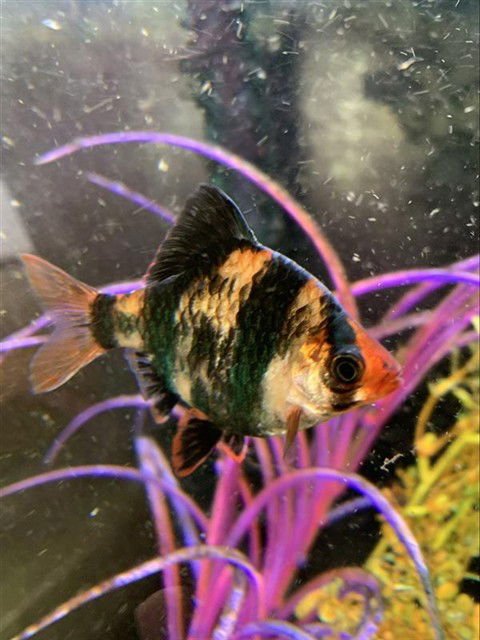 *RENEE - Fish available for adoption