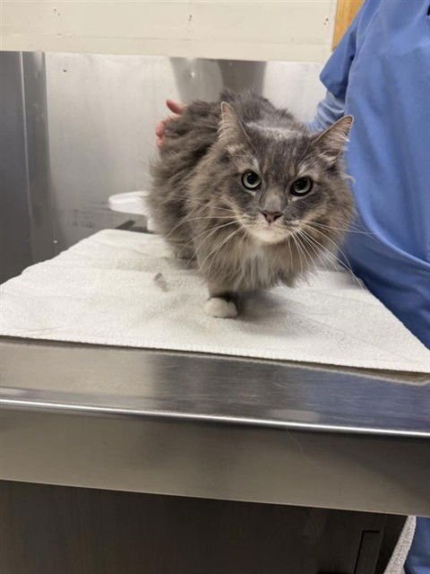 ROCKY - Domestic Long Hair available for adoption