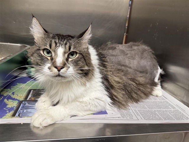 MR. MEOW MEOW - Domestic Long Hair available for adoption