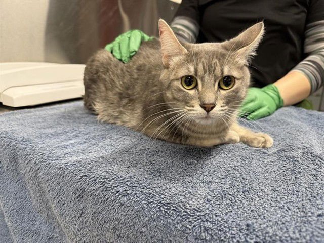 *MINION - Domestic Short Hair available for adoption