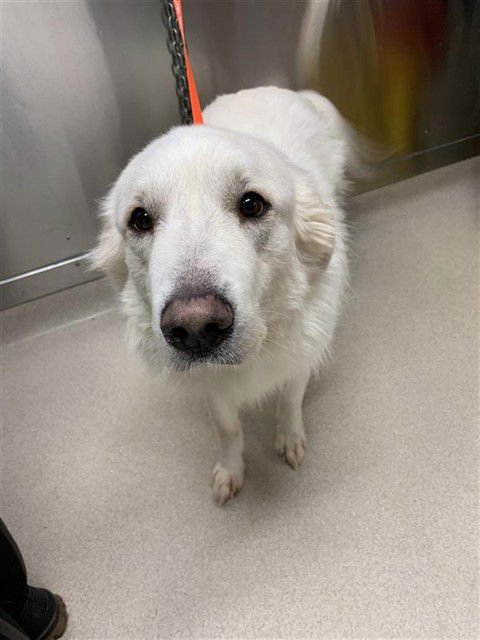 RAY - Great Pyrenees available for adoption