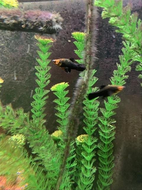 *SHAGGY - Fish available for adoption