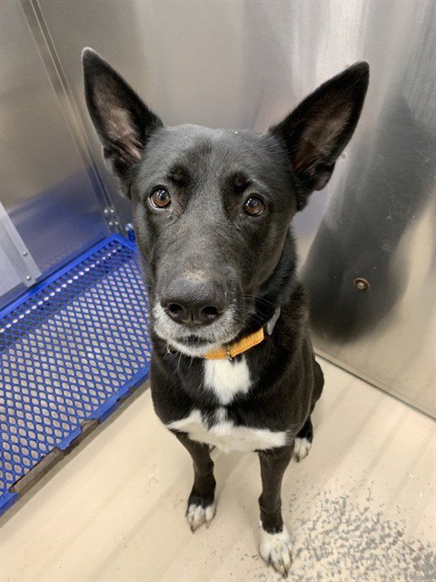 SIF - German Shepherd Dog / Husky for adoption in Fairbanks