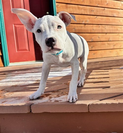 *SVETLANA - Pit Bull Terrier available for adoption