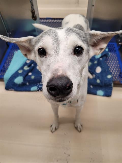 DIESEL - Husky / Greyhound available for adoption