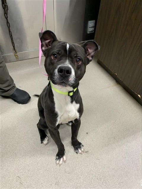 *BENNY - Pit Bull Terrier / Labrador Retriever available for adoption