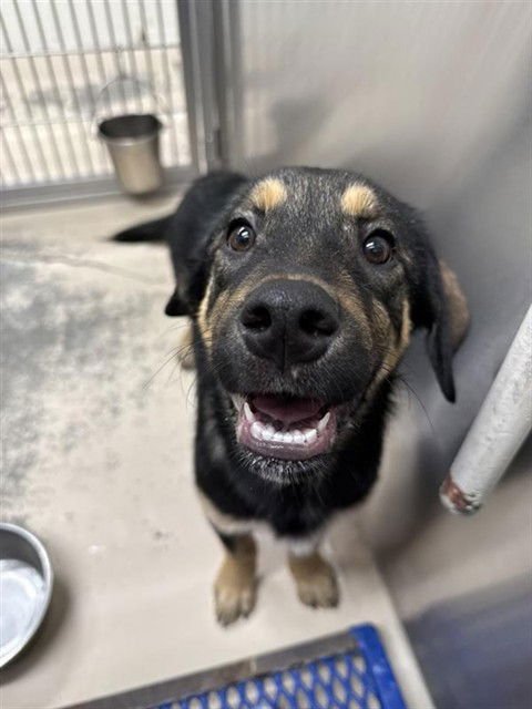 *GRUNDEN - Husky / Rottweiler available for adoption