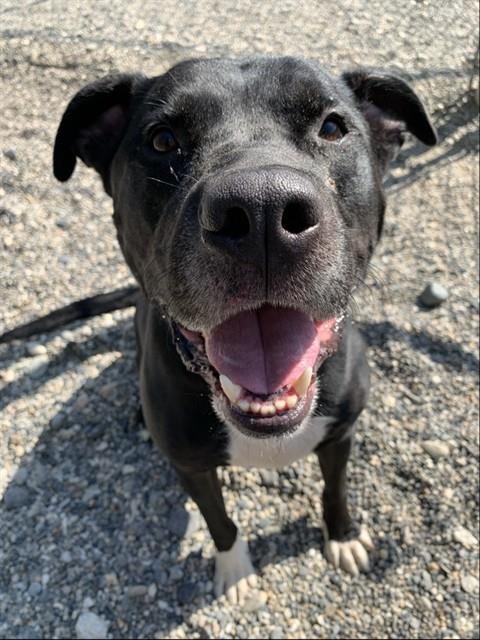 CAZZ - American Staffordshire Terrier for adoption in Fairbanks