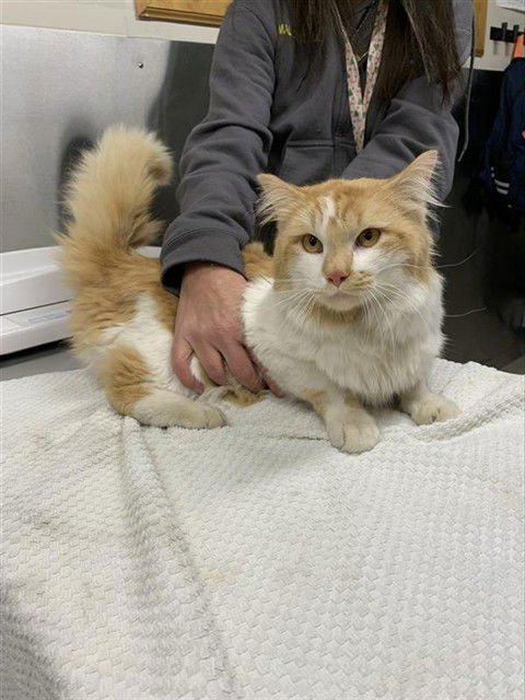 EARL - Domestic Medium Hair available for adoption