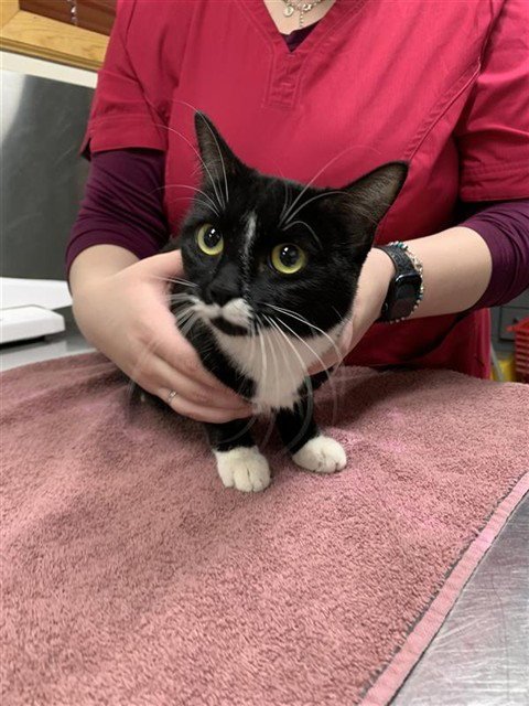 MITTENS - Domestic Short Hair available for adoption