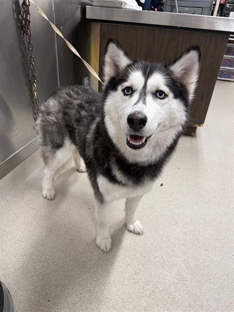 KODA - Siberian Husky available for adoption