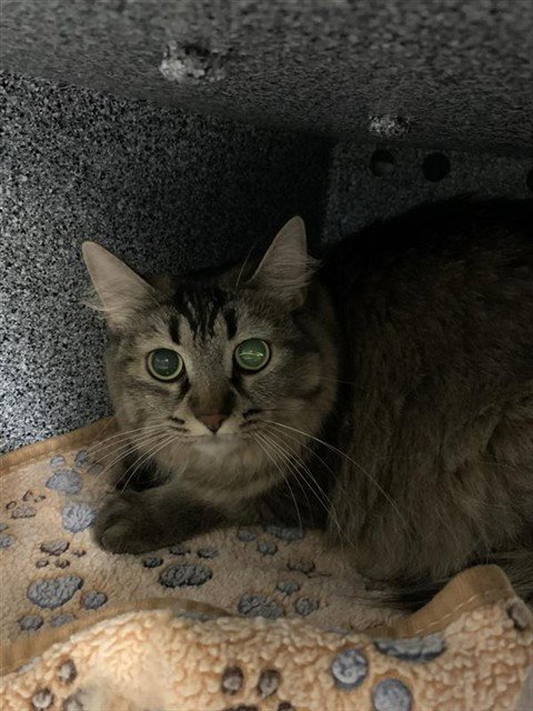 SLOANE - Domestic Medium Hair available for adoption