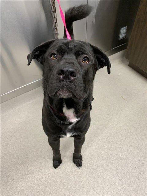 *LEONARD - Labrador Retriever / Mastiff available for adoption