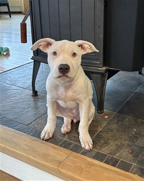 *YUNA - Pit Bull Terrier available for adoption