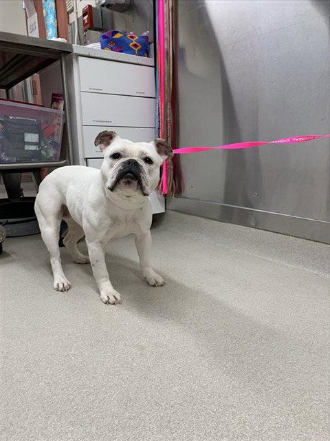 BLANCA - English Bulldog / American Bulldog available for adoption