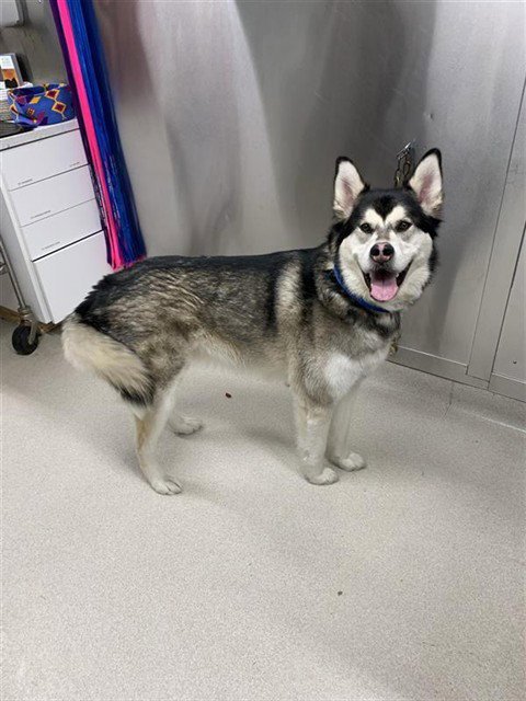 JULIO - Siberian Husky / Labrador Retriever available for adoption