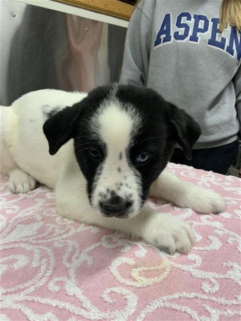 SNOWBELLE - Labrador Retriever / Husky available for adoption