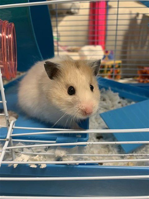 DAISY - Hamster available for adoption