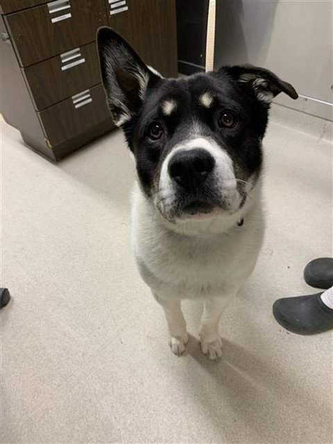 CHUNK - Anatolian Shepherd / Pit Bull Terrier for adoption in Fairbanks